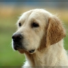 hucomp_DSC_8343.jpg