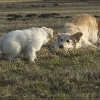 c_kdsc_9965.jpg