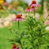 acbdsc_9788_2