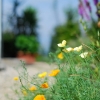 acbdsc_9796_2