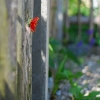 acbdsc_9821_2