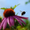 acbdsc_9826_2