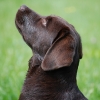 bdsc_0645_lzn