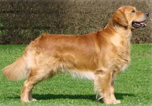 Ramse