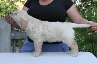 orange7weeks-1