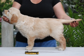 yellow7weeks-1