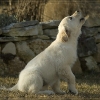 c_k20080219_stevogarten_0082.jpg