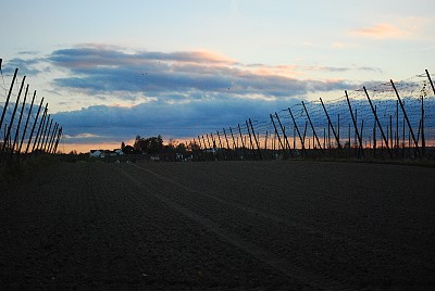 Hallertau bei Pfaffenhofen